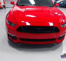 Mustang – Front Highlight