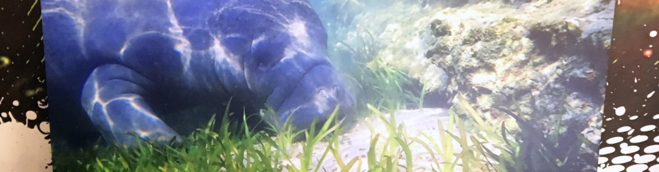 | 3M Certified Vehicle Wraps | Ocala Florida