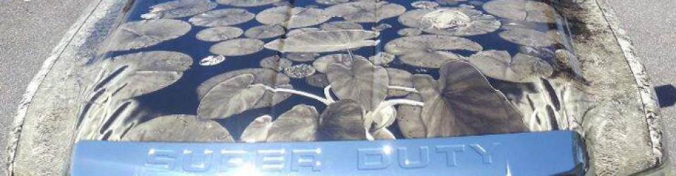 3M Certified Vehicle Wraps | Ocala Florida